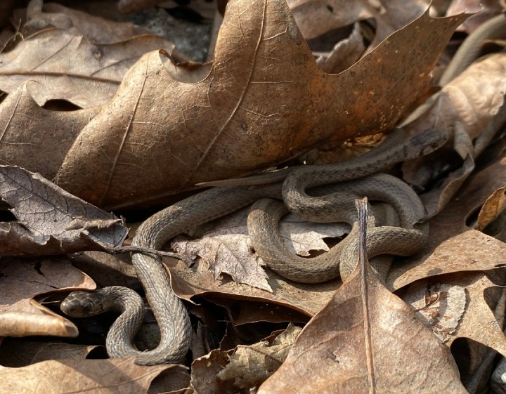 DeKays Brown Snakes